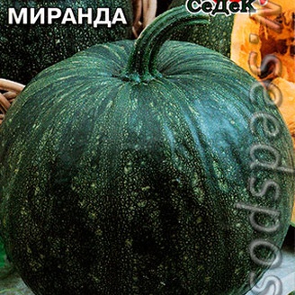 Тыква Миранда, 1,5 г