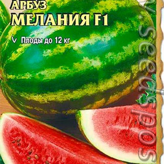 Арбуз Мелания F1, 5 шт. Seminis (Голландские Семена)