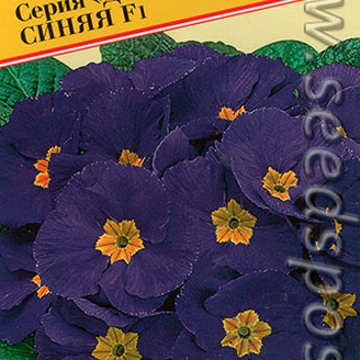 Примула Данова Синяя F1, 5 шт.