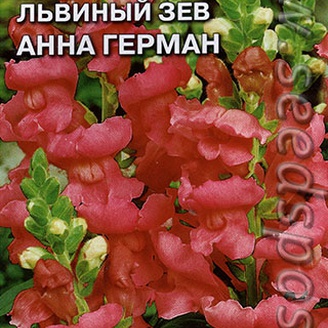 Львиный зев Анна Герман, 0,1 г