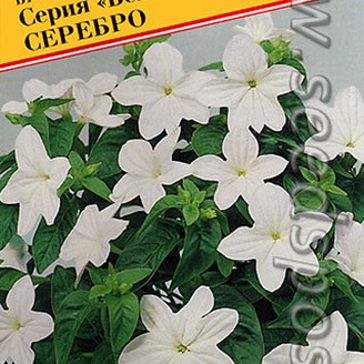 Броваллия красивая Белс Серебро, 5 шт. Американская линия