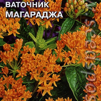 Ваточник Магараджа, 0,1 г