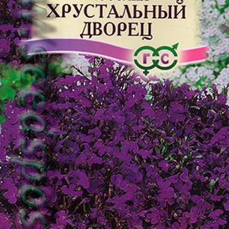 Лобелия Хрустальный дворец, ЦВ. Аэлита