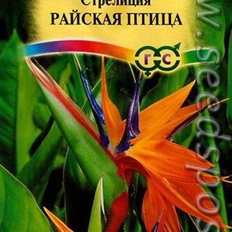 Стрелиция Райская птица, 3 шт.