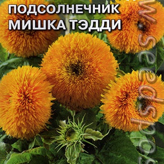 Подсолнечник карликовый Мишка Тэдди, 1 г