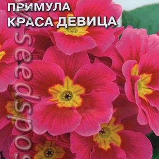 Примула бесстебельная Краса девица, 5 шт.