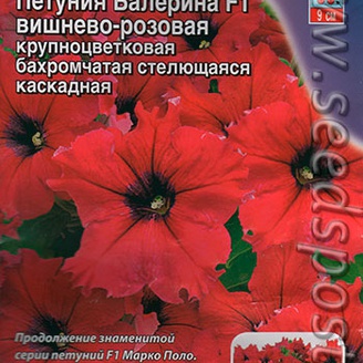 Петуния каскадная крупноцветковая Балерина Вишнево-розовая F1, 10 шт. 