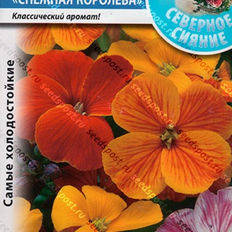 Лакфиоль Снежная Королева, Смесь, 100 шт. Северное сияние