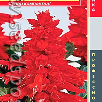 Сальвия карликовая Рэдди Ярко-красная, 10 шт. Профессиональная коллекция