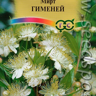 Мирт Гиминей, 5 шт.