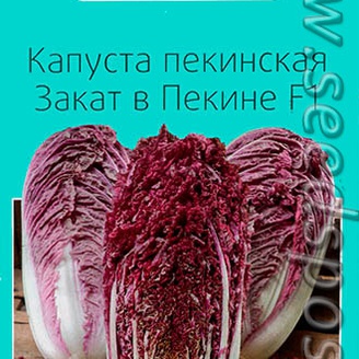 Капуста пекинская Закат в Пекине, 8 шт.