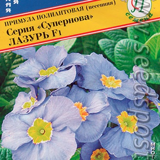 Примула Супернова Лазурь F1, 5 шт.