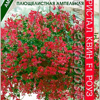 Пеларгония плющелистная ампельная Кристал Квин Роуз F1, 5 шт.