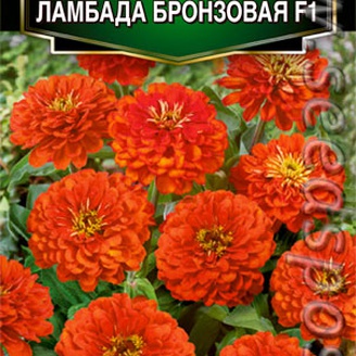 Цинния Ламбада Бронзовая F1, 0,2 г