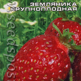 Клубника крупноплодная Женева, 10 шт.