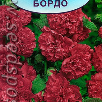 Шток-роза Бордо, 250см, двух, 0,1 г