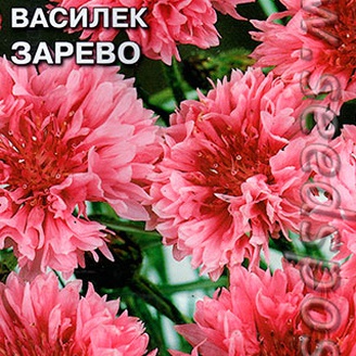 Василек Зарево, 0,5 г