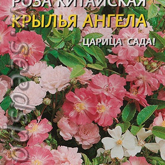 Роза китайская Крылья ангела, 10 шт.