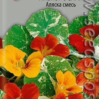 Настурция низкорослая Аляска, Смесь окрасок, однолетник, 1 г