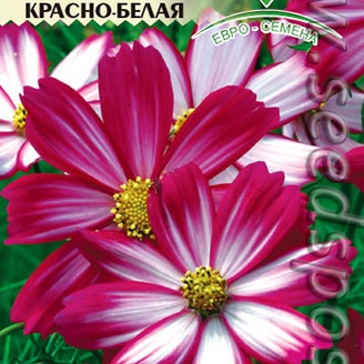 Космея Косимо Красно-Белая, 10 шт.