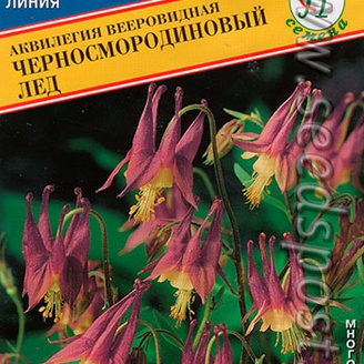 Аквилегия вееровидная Черносмородиновый лед, 10 шт. 