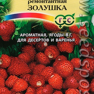 Земляника ремонтантная Золушка, 0,03 г