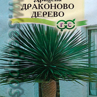 Драцена Драконово дерево, комнатное, 3 шт.